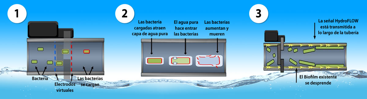 BIO 6