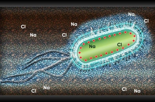 Bio2